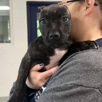 Stanley -  American Staffordshire Terrier and Mixed Breed Dog for Adoption in Hampton Bays, New York - Stanley | PetCurious