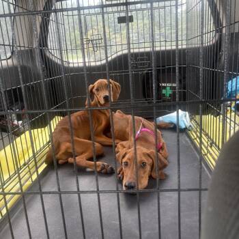 Laverne/Setter 1 (lucy) -  Setter and Vizsla Dog for Adoption in Myrtle Beach, South Carolina - Laverne/Setter 1 (lucy) | PetCurious