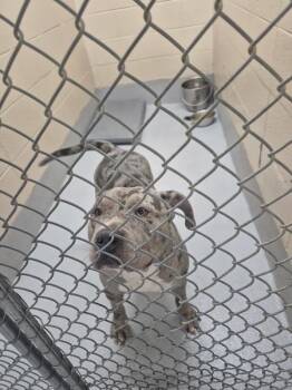 Pit Bull Terrier Dogs Available for Adoption in Lawrenceville, Georgia - Pen 111 | PetCurious