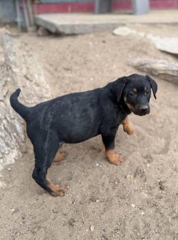Doberman Pinscher and Mixed Breed Dogs Available for Adoption - Chester | PetCurious