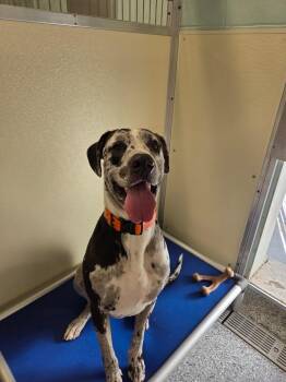 Pepper -  Terrier and Great Dane Dog for Adoption in Athens, Tennessee - Pepper | PetCurious