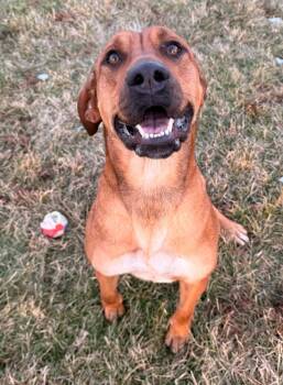 Retriever Dogs Available for Adoption - Champagne | PetCurious