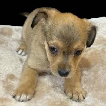 Chihuahua and Mixed Breed Dogs Available for Adoption in San Saba, Texas - Remy | PetCurious