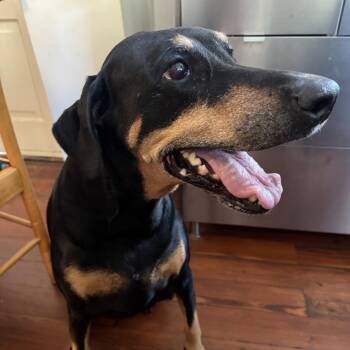 Doberman Pinscher Dogs Available for Adoption in New Orleans, Louisiana - Sukey (Courtesy Post) | PetCurious