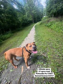 Creed -  Pit Bull Terrier and Boxer Dog for Adoption in Pottsville, Pennsylvania - Creed | PetCurious