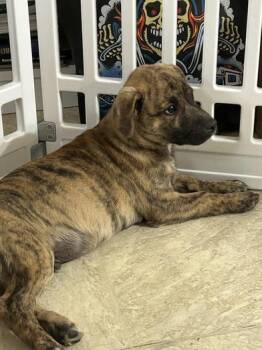 Cattle Dog and Shepherd Dogs Available for Adoption - Rowdy | PetCurious