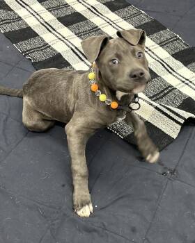 Mixed Breed Dogs Available for Adoption in Detroit, Michigan - Dorsie | PetCurious