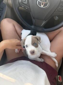 Stella Doe -  Pit Bull Terrier and Cattle Dog Dog for Adoption in Aurora, Colorado - Stella Doe | PetCurious