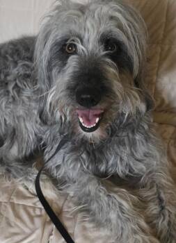 Poodle Dogs Available for Adoption - Schatzie | PetCurious