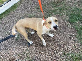 Rescue Labrador Retriever and Mixed Breed Dogs for Adoption in Houston, Texas - A644800 | PetCurious