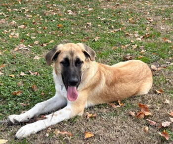 Rescue Great Pyrenees and Anatolian Shepherd Dogs for Adoption in Winter Park, Colorado - Doc | PetCurious
