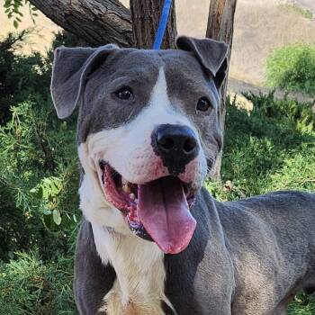 Rescue Pit Bull Terrier Dogs for Adoption in Burbank, California - Peter | PetCurious