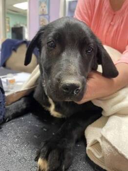 Mixed Breed Dogs Available for Adoption in West Chester, Pennsylvania - Erin | PetCurious