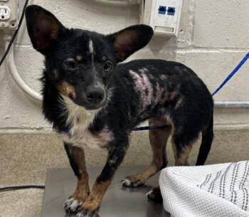 ELMO -  Chihuahua and Mixed Breed Dog for Adoption in Grand Prairie, Texas - ELMO | PetCurious
