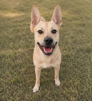 Matthew James -  Basenji and Terrier Dog for Adoption in Skyline, Minnesota - Matthew James | PetCurious