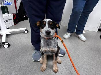 LEVI -  Australian Cattle Dog Blue Heeler Dog for Adoption in Ontario, California - LEVI | PetCurious