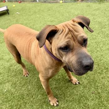 Shar Pei and Mixed Breed Dogs Available for Adoption in Houston, Texas - Cherry | PetCurious