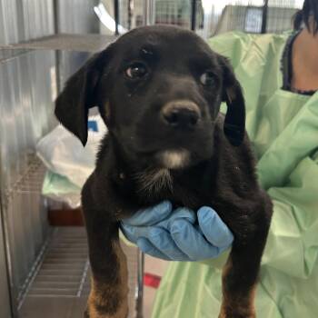 Fitz -  Cattle Dog and Mixed Breed Dog for Adoption in Flagstaff, Arizona - Fitz | PetCurious