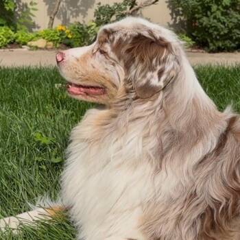 Rhett -  Australian Shepherd Dog for Adoption in Ada, Minnesota - Rhett | PetCurious