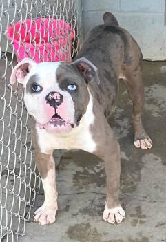 Blue -  English Bulldog Dog for Adoption in Momence, Illinois - Blue | PetCurious