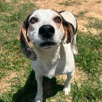 Foster Trip -  Beagle Dog for Adoption in Oswego, Illinois - Foster Trip | PetCurious
