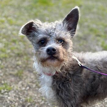 Finn -  Mixed Breed Dog for Adoption in Medford, Oregon - Finn | PetCurious