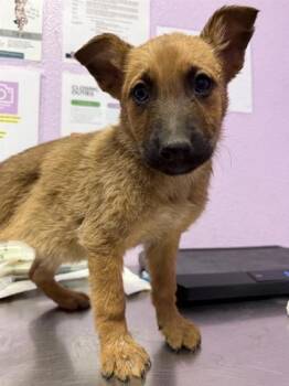 Belgian Shepherd Malinois and Mixed Breed Dogs Available for Adoption in El Paso, Texas - 60837292 | PetCurious