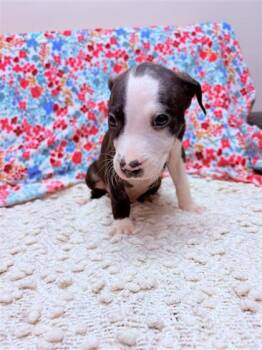 Mixed Breed Dogs Available for Adoption - Indigo | PetCurious