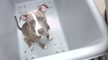 LIL JIMBOB -  Boxer and Mixed Breed Dog for Adoption in Omaha, Nebraska - LIL JIMBOB | PetCurious