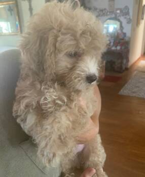 Jake  -  Cockapoo Dog for Adoption in Merced, California - Jake  | PetCurious