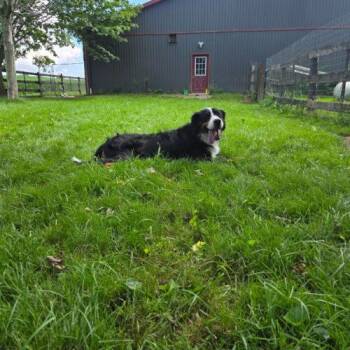 Bernadette -  Bernese Mountain Dog Dog for Adoption in Vienna, Ontario - Bernadette | PetCurious