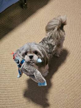 Kokie -  Shih Tzu Dog for Adoption in Minneapolis, Minnesota - Kokie | PetCurious