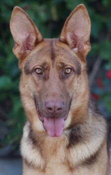 Colby von Crivitz -  German Shepherd Dog Dog for Adoption in Los Angeles, California - Colby Von Crivitz | PetCurious