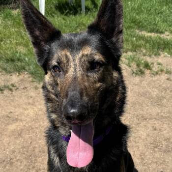 Dutch Shepherd Dogs Available for Adoption in Amery, Wisconsin - Chetan | PetCurious