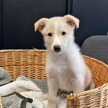 Flaming Hot -  Shepherd Dog for Adoption in Belleville, Illinois - Flaming Hot | PetCurious