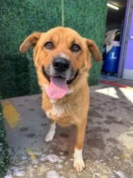61377993 -  Shepherd and Mixed Breed Dog for Adoption in El Paso, Texas - 61377993 | PetCurious