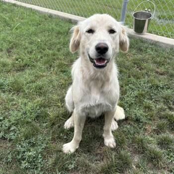 Snow -  Great Pyrenees and Mixed Breed Dog for Adoption in Sunnyvale, Texas - Snow | PetCurious
