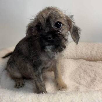 Rescue Shih Tzu and Terrier Dogs for Adoption in Allen, Texas - Hash B1019 | PetCurious