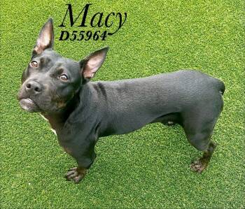 Macy -  Pit Bull Terrier Dog for Adoption in Clarksville, Tennessee - Macy | PetCurious