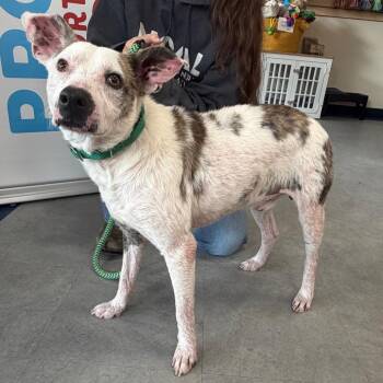 Ace -  Mixed Breed Dog for Adoption in Morristown, Vermont - Ace | PetCurious