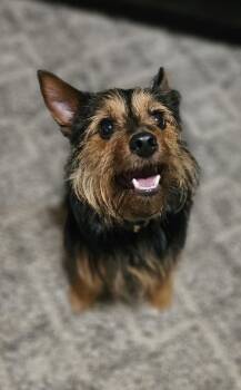 Arthur -  Australian Terrier and Yorkshire Terrier Dog for Adoption in West Peoria, Illinois - Arthur | PetCurious