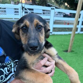 German Shepherd Dog and Hound Dogs Available for Adoption in Lakewood Ranch, Florida - Nassau | PetCurious