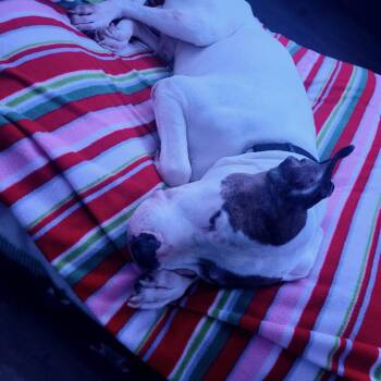 George -  American Bulldog Dog for Adoption in Toronto, Ontario - George | PetCurious