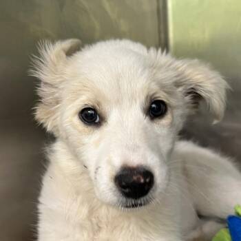 Great Pyrenees Dogs Available for Adoption in Austin, Texas - Themis | PetCurious