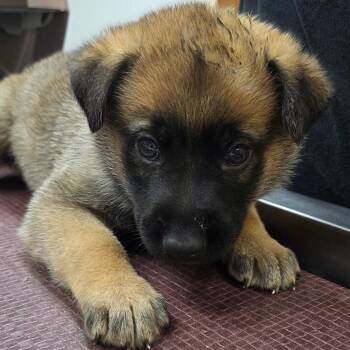 E-40 -  German Shepherd Dog and Mixed Breed Dog Available for Adoption in Buellton, California - E-40 | PetCurious