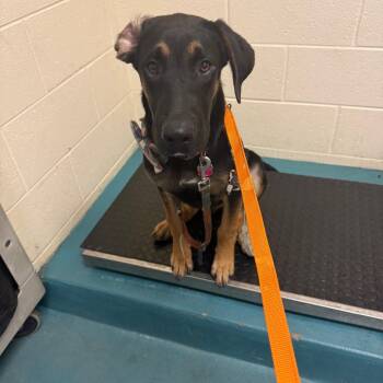 Rescue Mixed Breed Dogs for Adoption in Memphis, Tennessee - Jethro | PetCurious