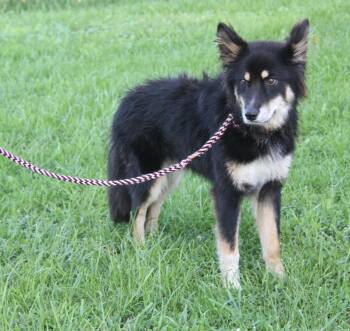 Puma (Photos August 20th 2026) -  Australian Shepherd and Husky Dog for Adoption in Marietta, Ohio - Puma (Photos August 20th 2026) | PetCurious