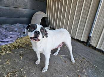 Pit Bull Terrier Dogs Available for Adoption - Zoe | PetCurious