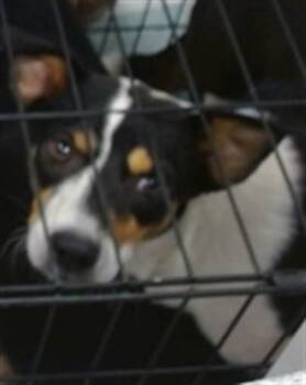 A480001 -  Australian Cattle Dog Blue Heeler Dog for Adoption in Oklahoma City, Oklahoma - A480001 | PetCurious