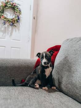 Lydia -  Border Collie Dog for Adoption in Goodyear, Arizona - Lydia | PetCurious